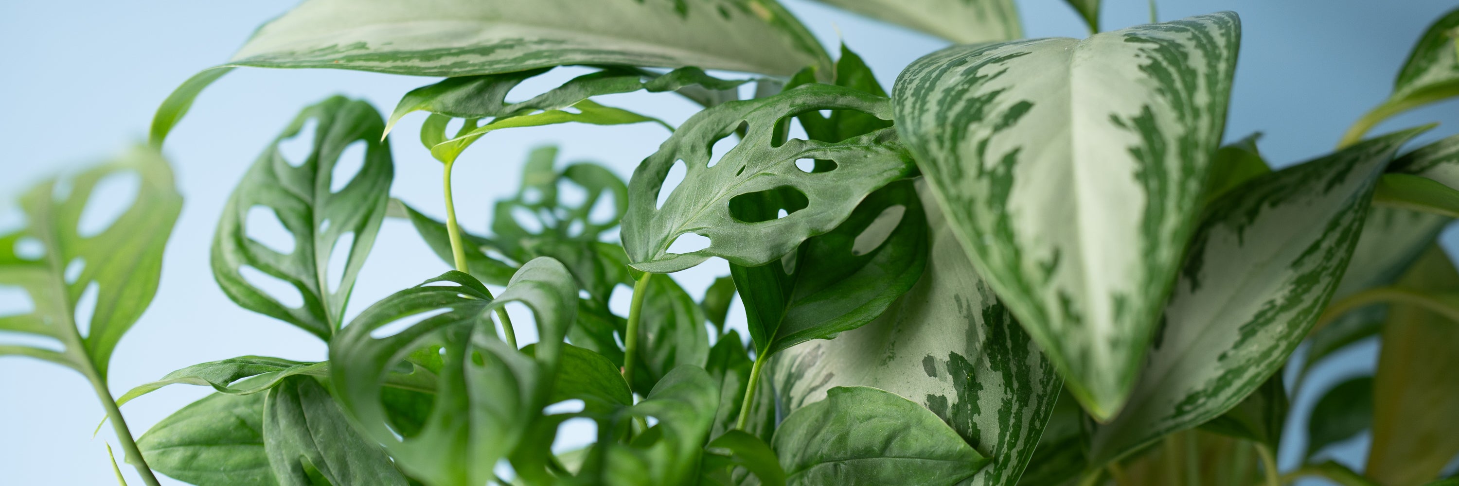 At Love in a Mist we have a diverse selection of indoor potted plants for local delivery throughout Portland, Oregon.