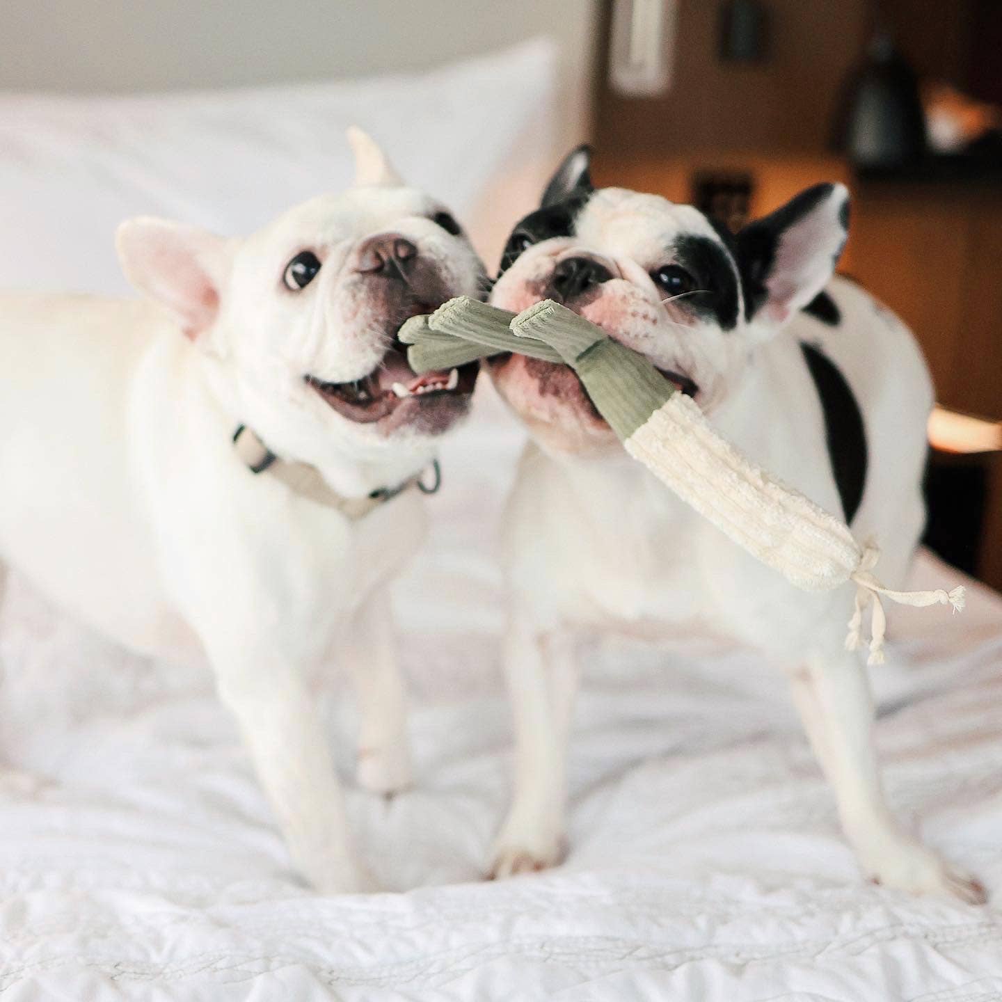 Farmers Market Set Enrichment Dog Toy