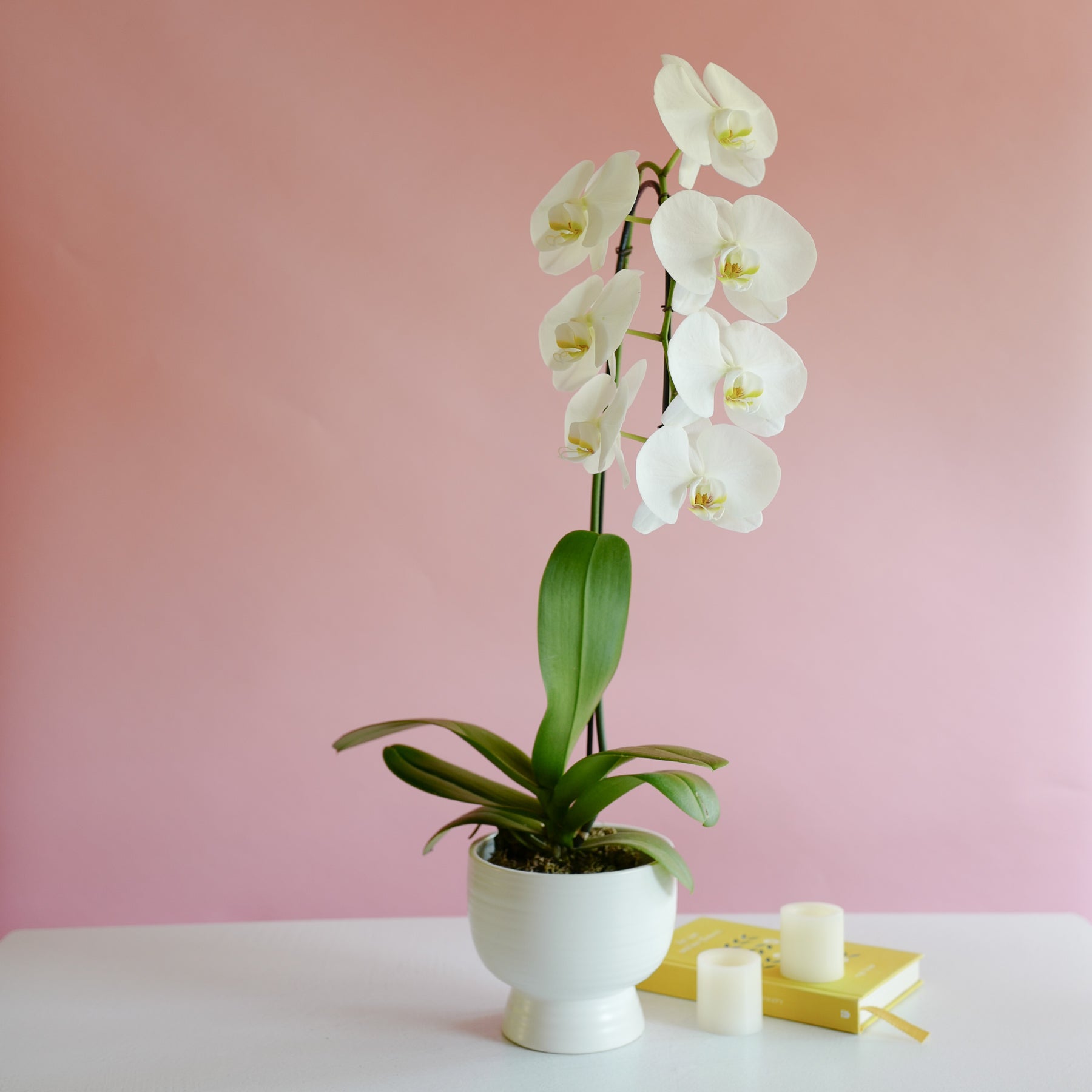 Phalaenopsis Orchid