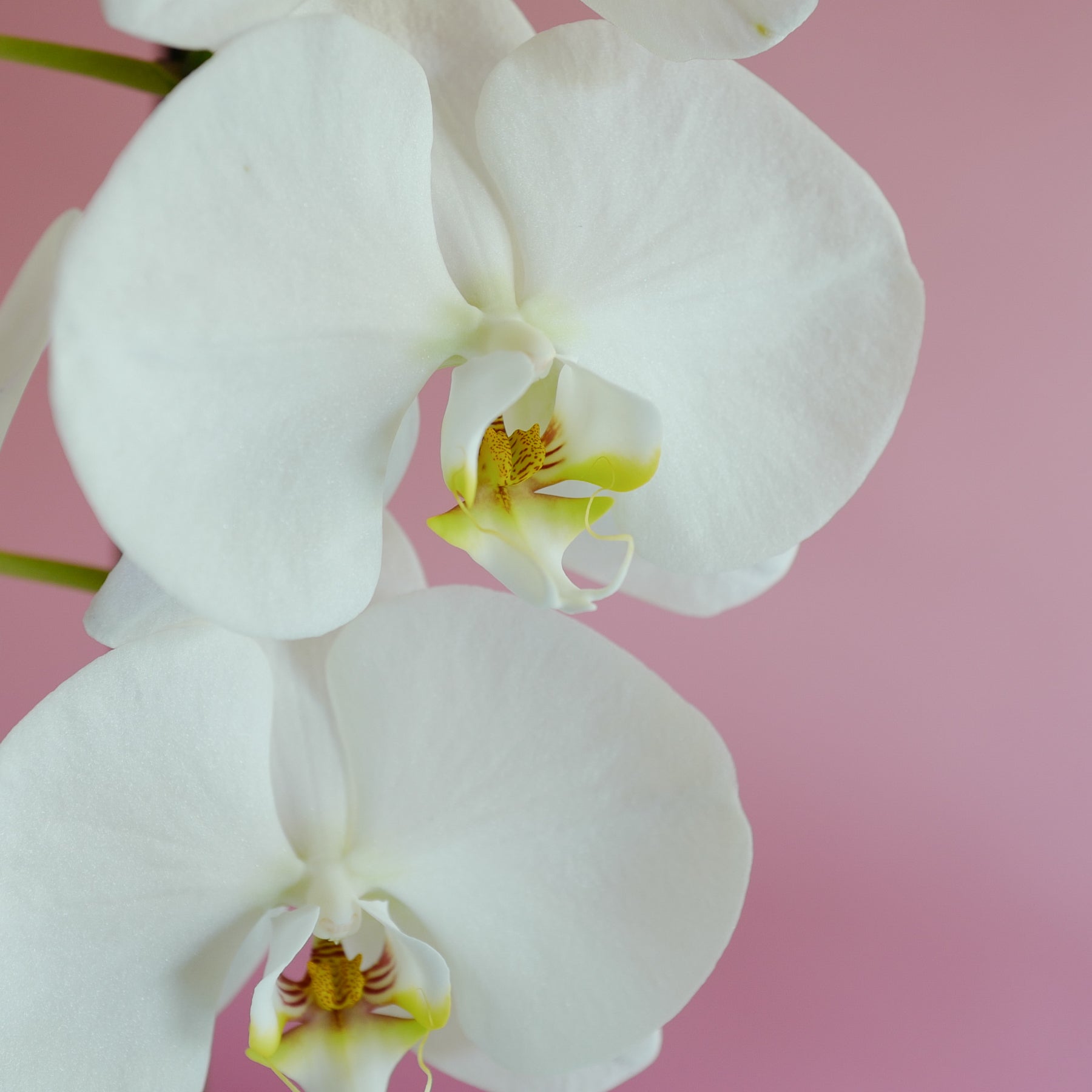 Phalaenopsis Orchid