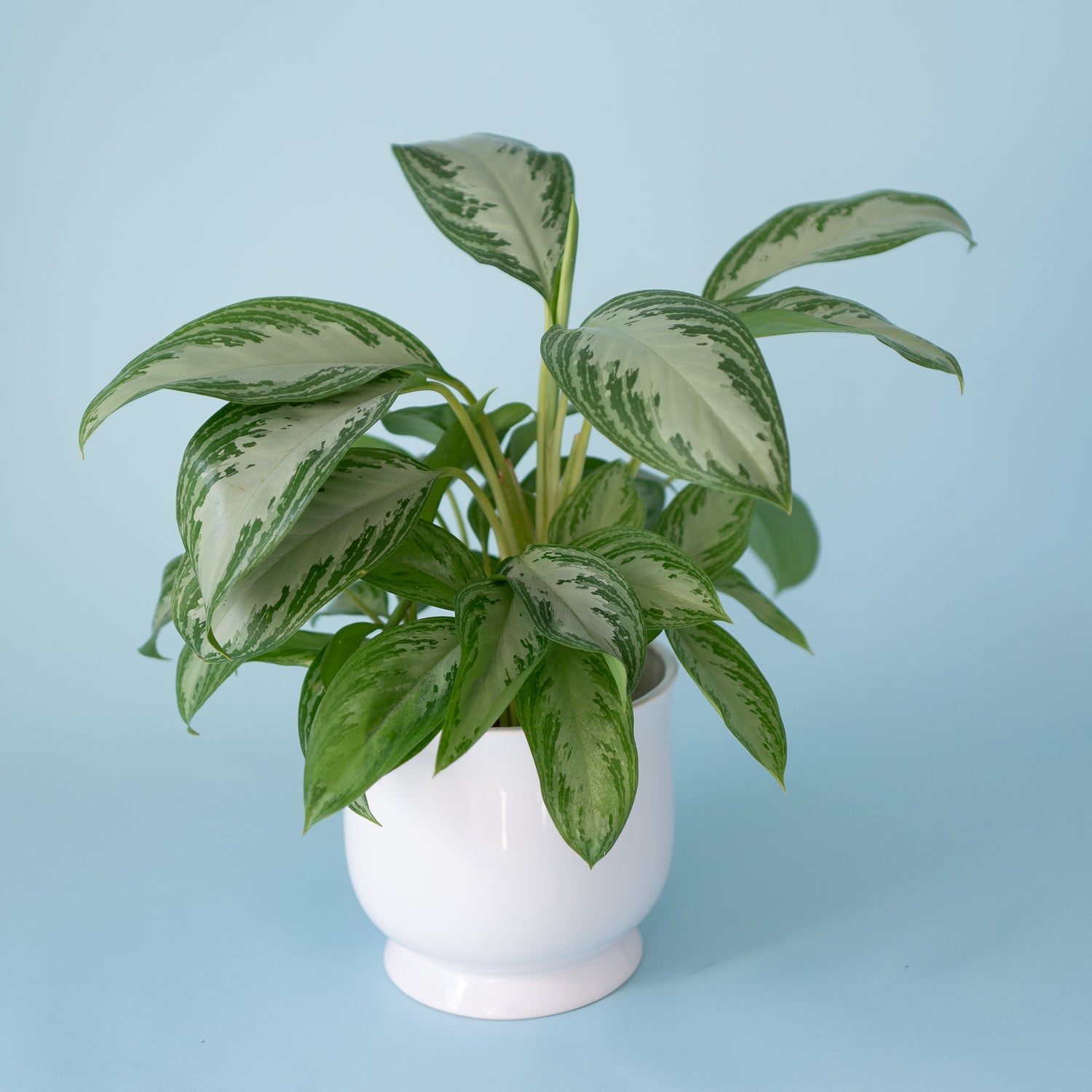 Chinese Evergreen plant has a 7 inch white ceramic catch pot. Available for local delivery in Portland, Oregon.