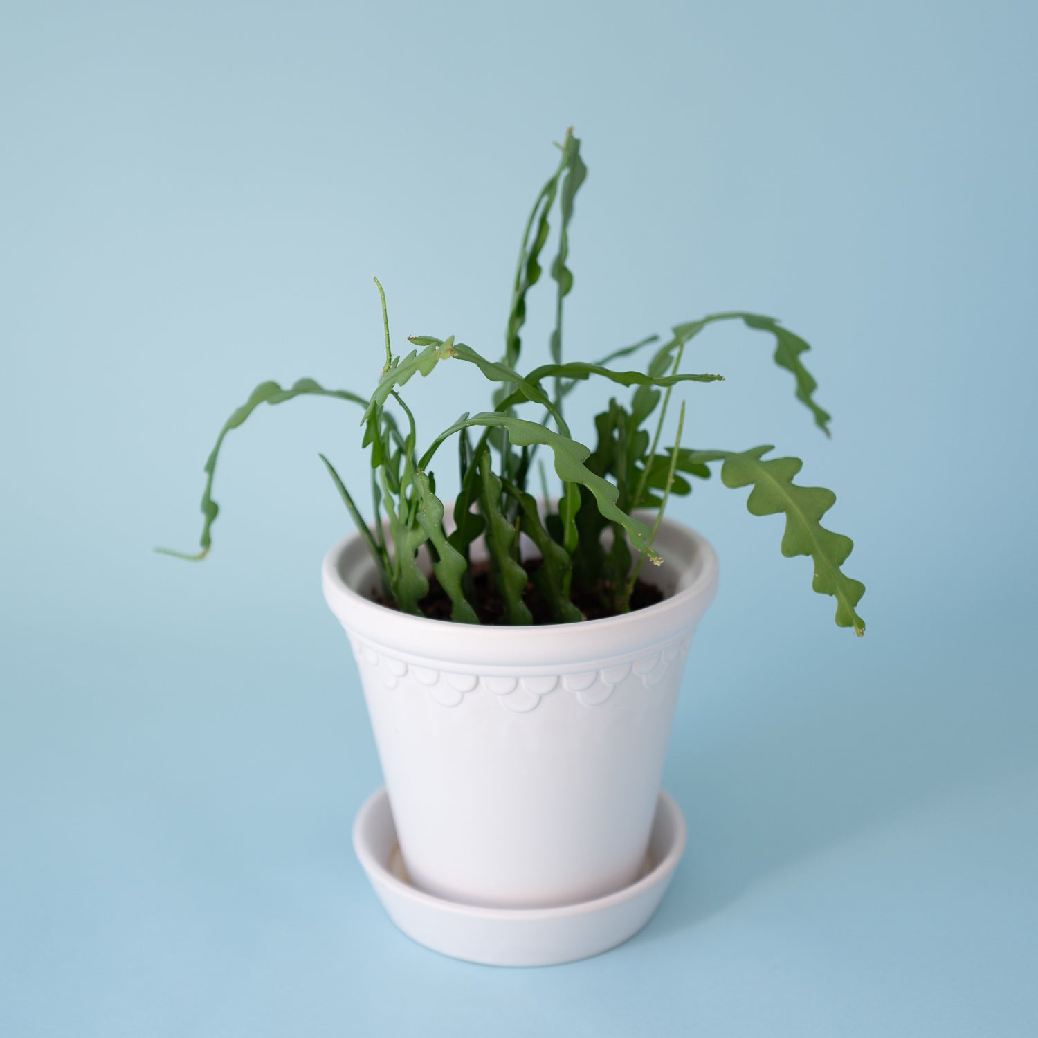 Fishbone Cactus Plant