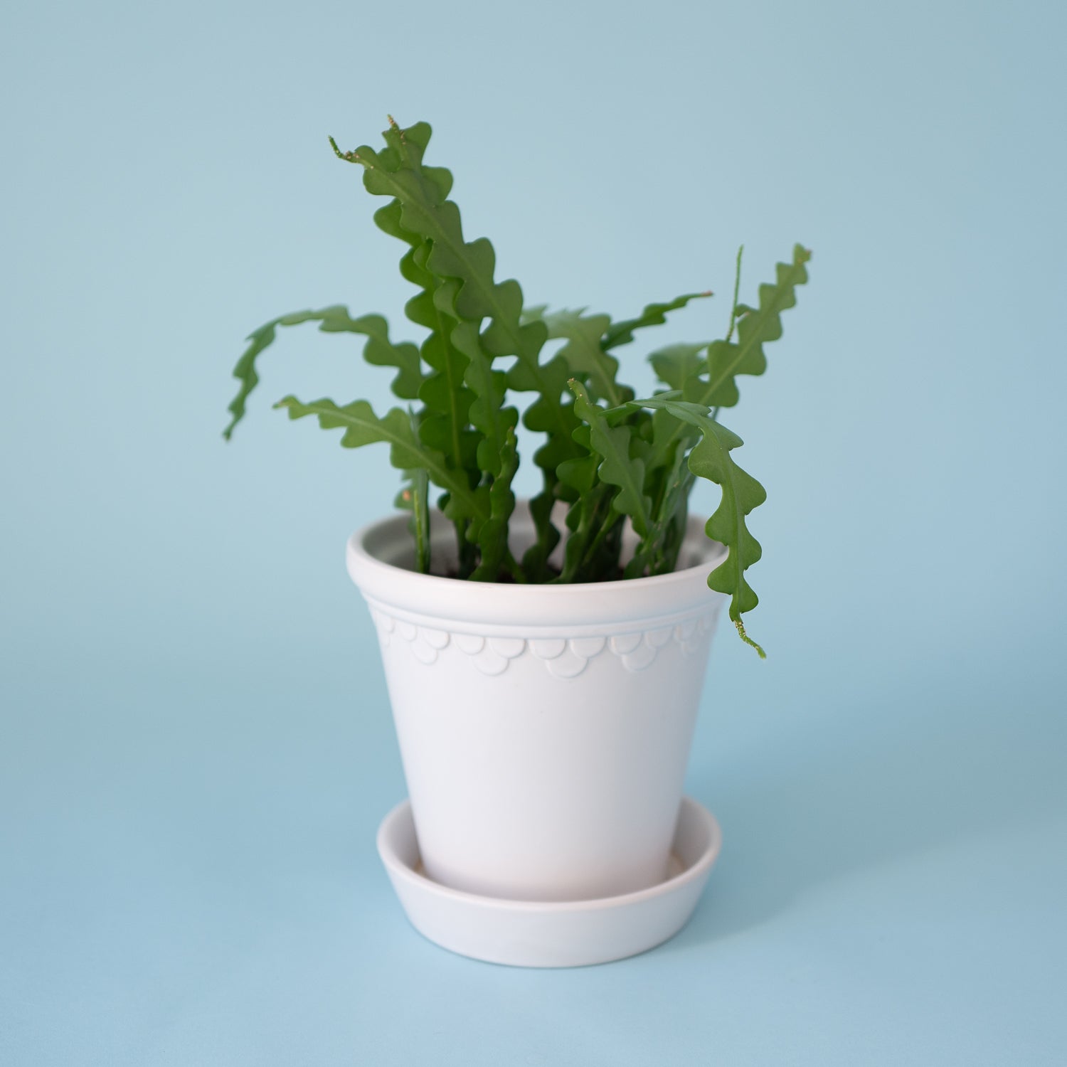 fishbone succulent flower Fishbone Cactus Plant
