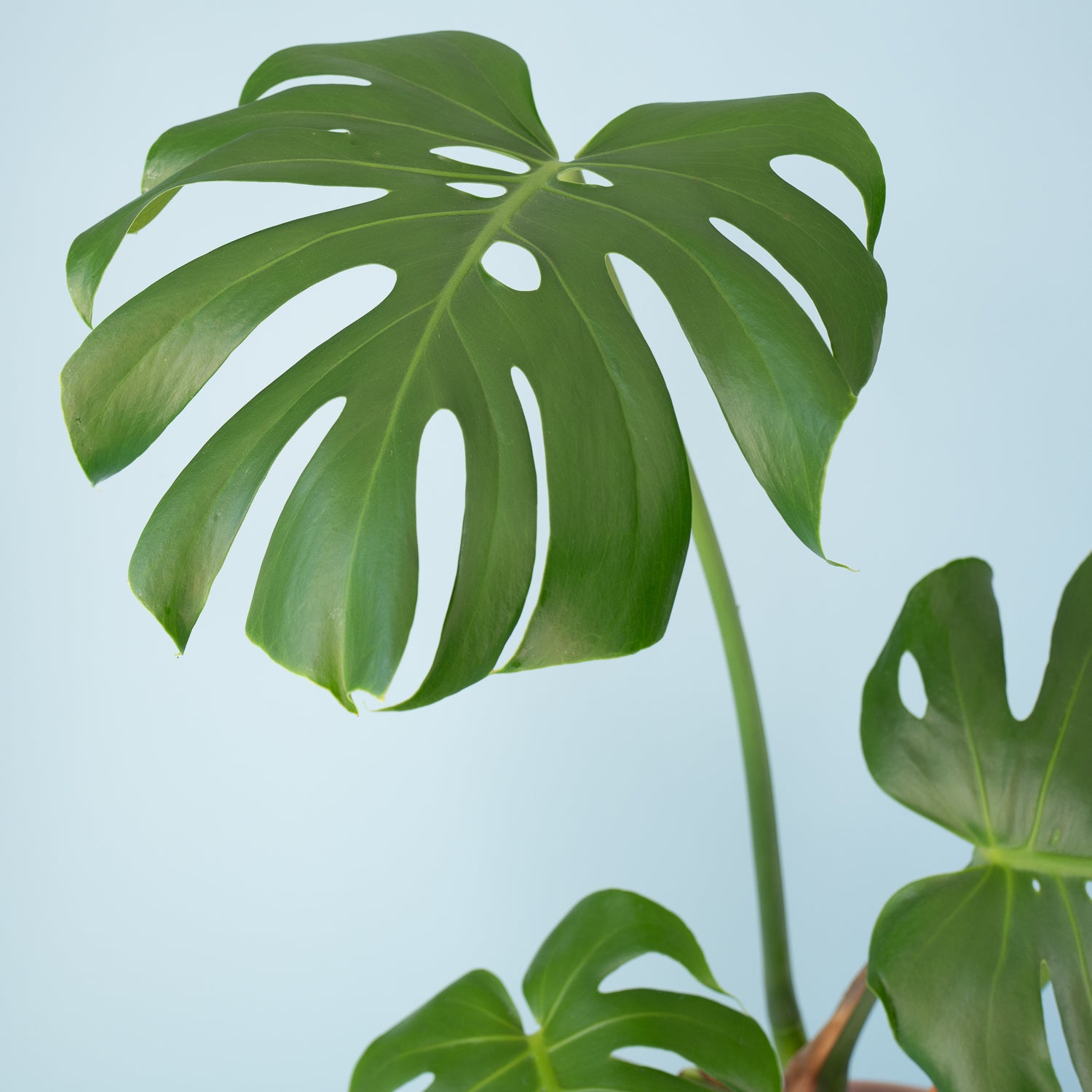 Monstera Deliciosa in 8 inch blush pot - Love in a Mist plant delivery Portland, OR