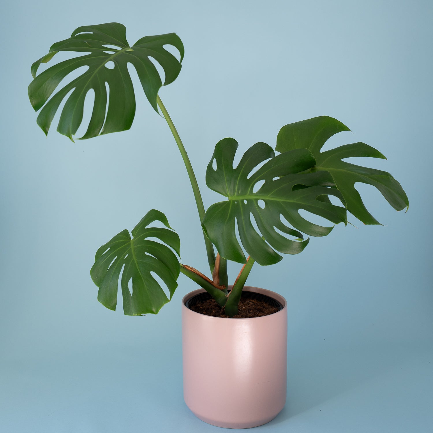 Monstera Deliciosa in 8 inch blush pot - Love in a Mist plant delivery Portland, OR