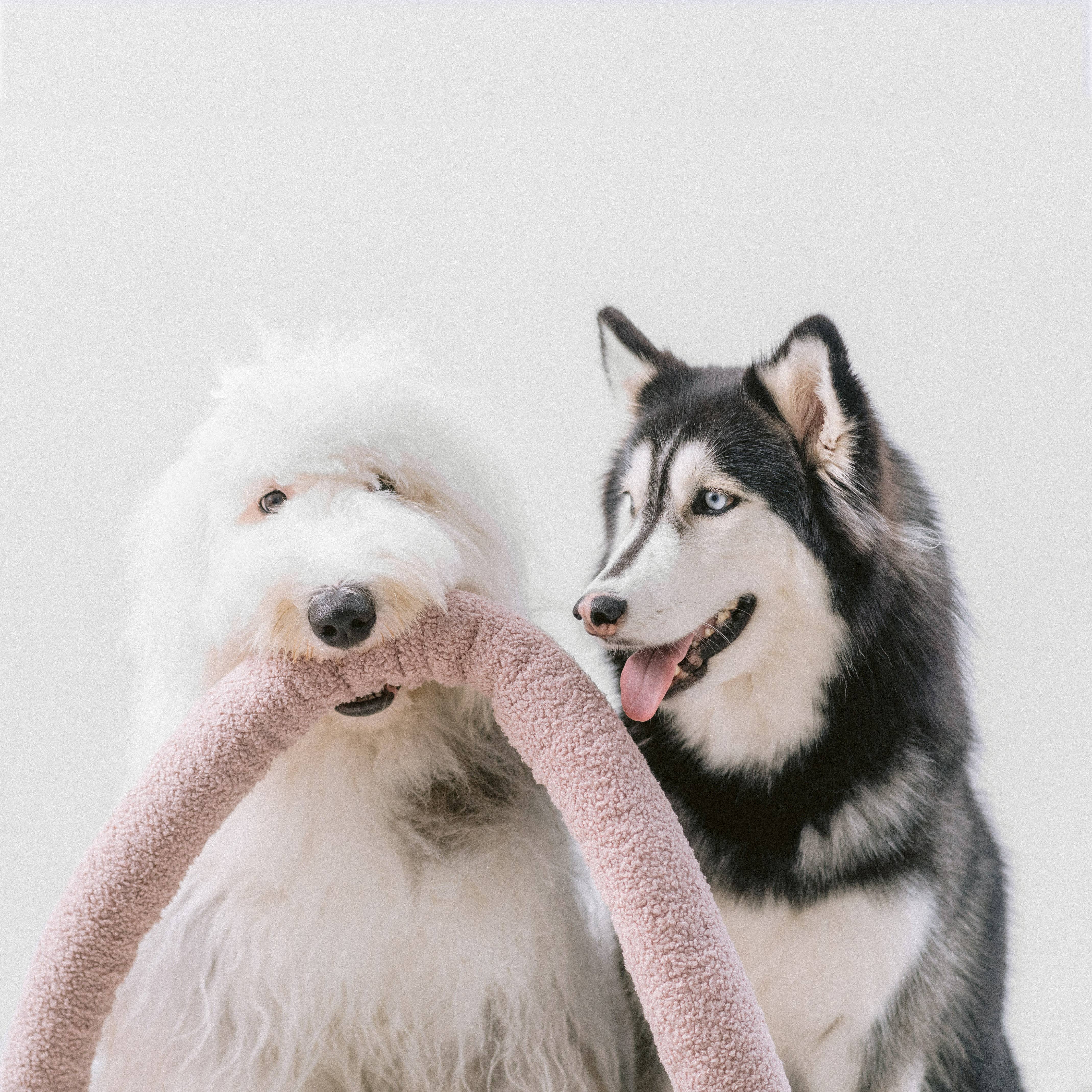 Large Noodle Plush for Dogs