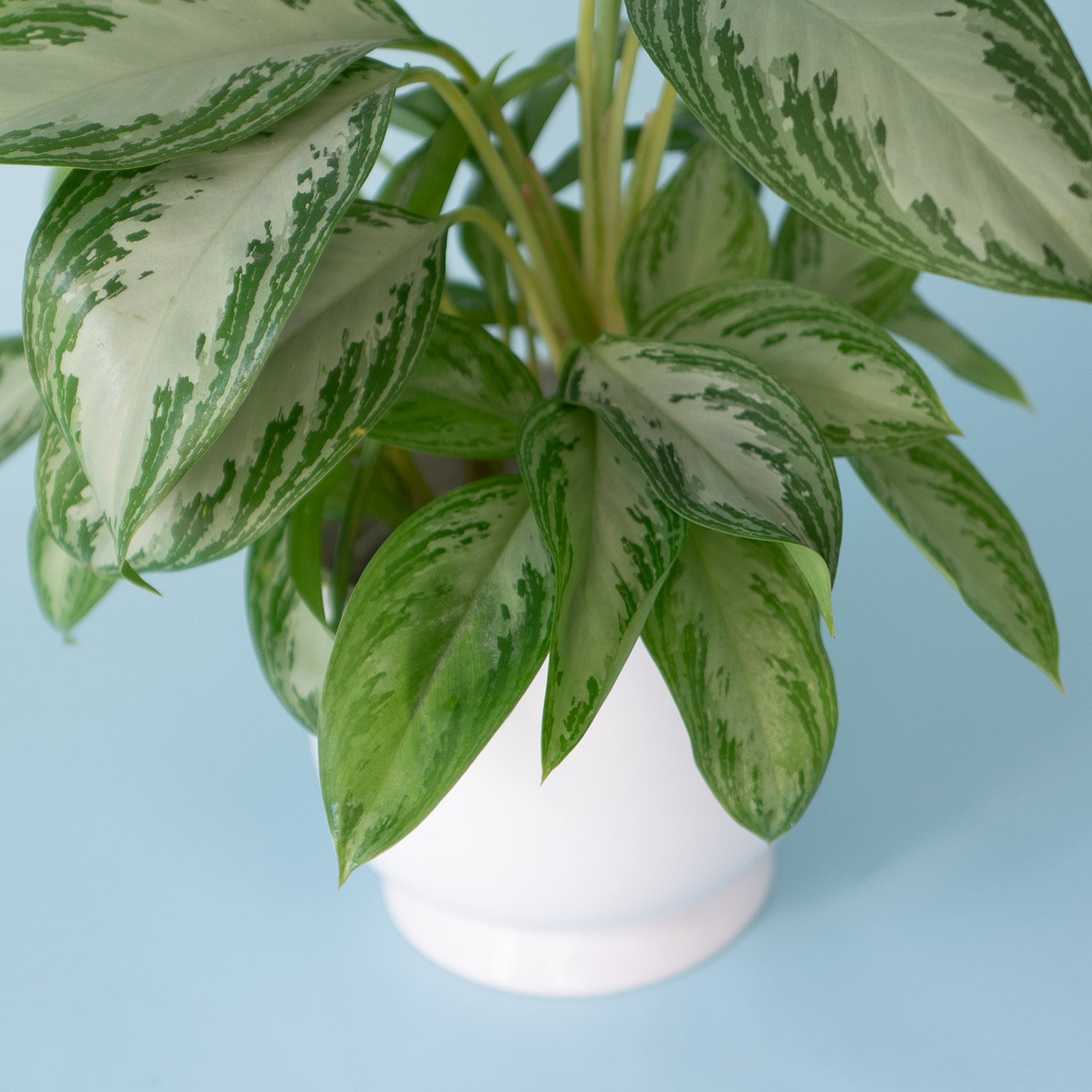 Chinese Evergreen plant has a 7 inch white ceramic catch pot. Available for local delivery in Portland, Oregon.