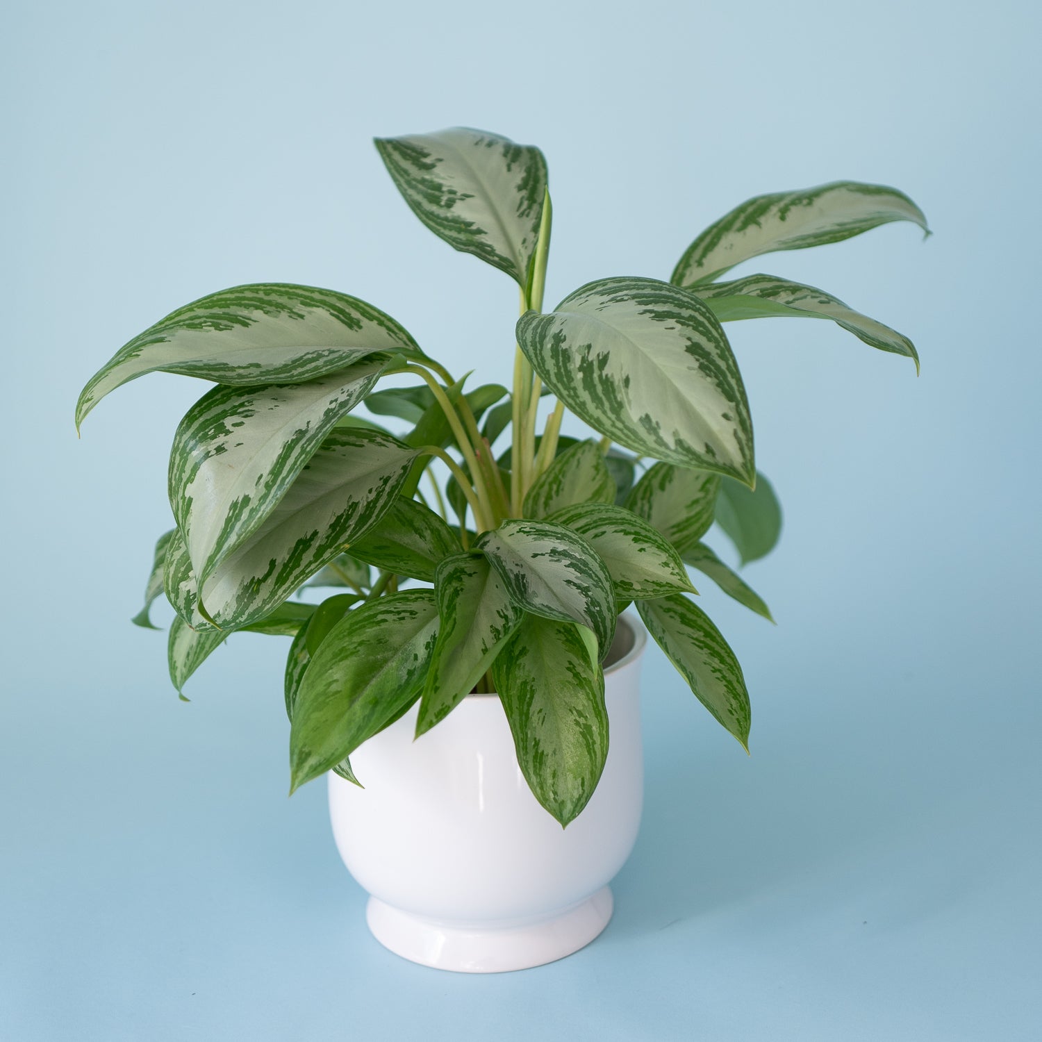 Chinese Evergreen plant has a 7 inch white ceramic catch pot.   Available for local delivery in Portland, Oregon. 