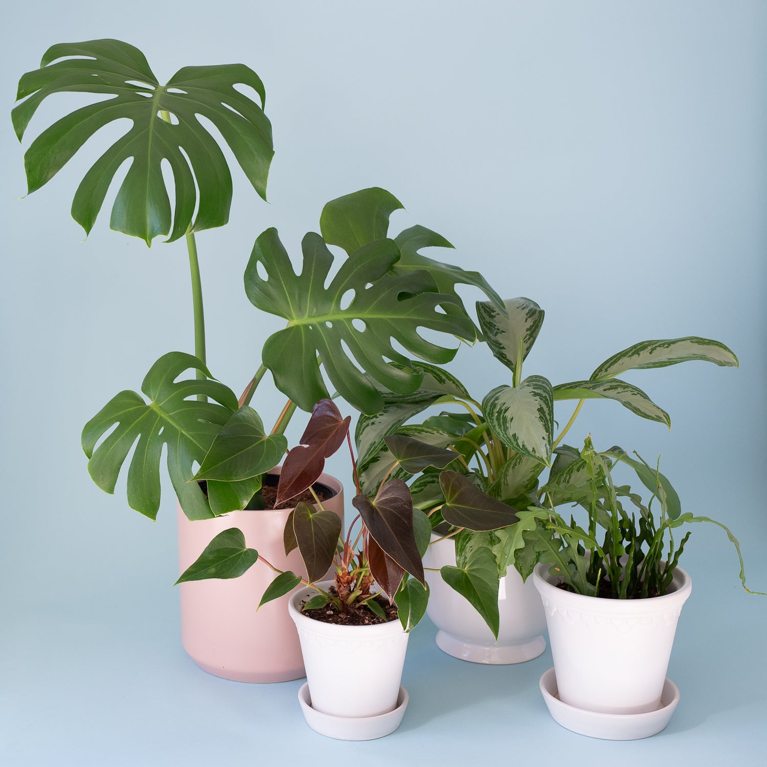 Chinese Evergreen plant has a 7 inch white ceramic catch pot. Available for local delivery in Portland, Oregon.